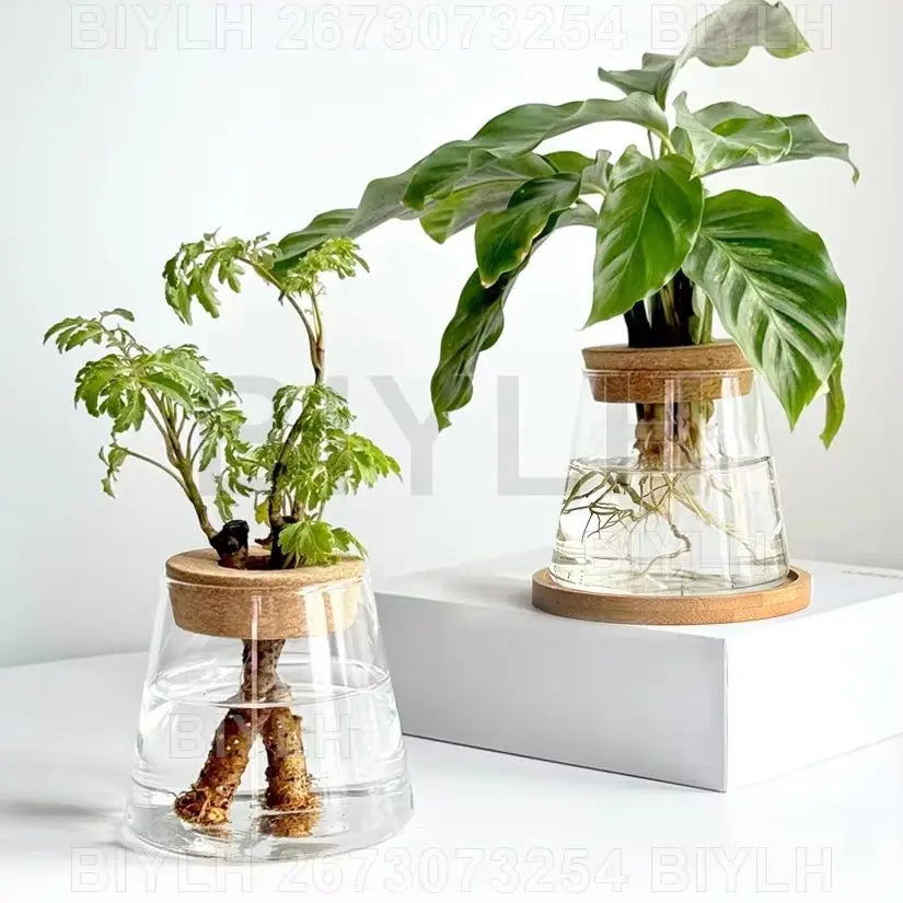 2/1 Pcs Hydroponic Plants Glass Flower Pots Home Decoration Transparent Small Vase Plant Pots With Base Tray Garden Accessories | 0